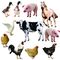 ASF Penyakit Babi Limbah Ayam Pabrik Daur Ulang Pembuangan Tidak Berbahaya Efisien Tinggi